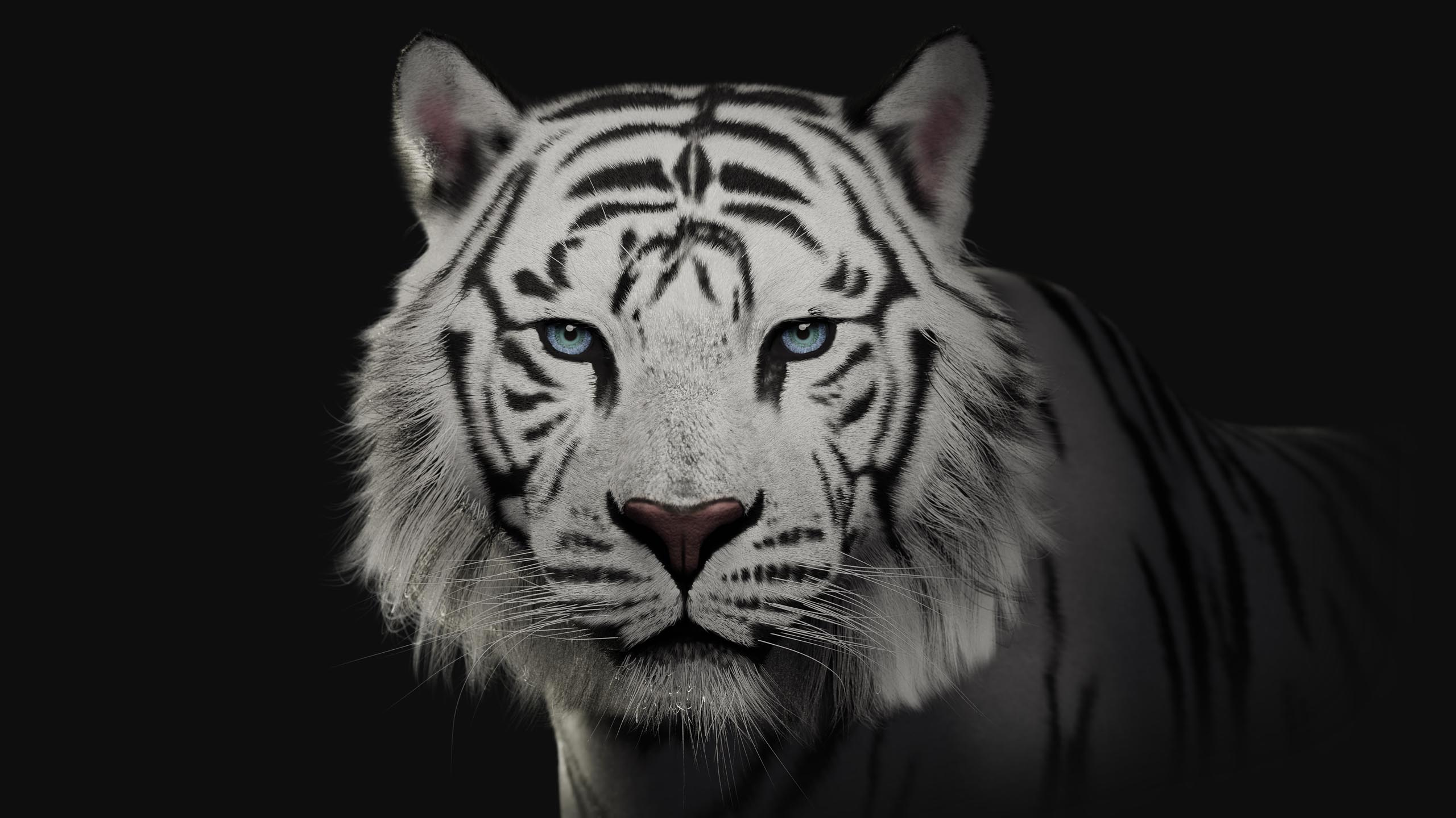 White Tiger Front Face